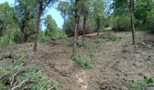 Canarias apuesta por un Plan Forestal activo y sostenible
