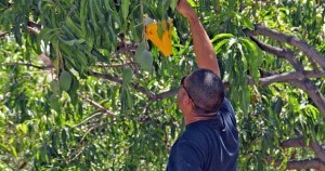 El Ayuntamiento Mogn inicia la sptima campaa contra la mosca de la fruta 